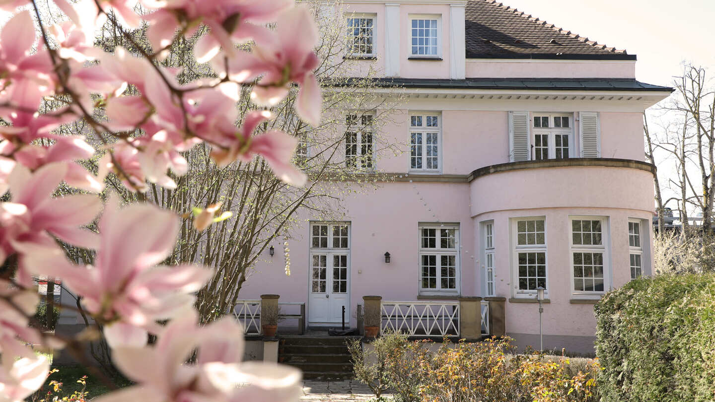 Die rosafarbene Villa Gabel in der Oststraße in Heilbronn ist hinter blühenden Magnolienzweigen zu sehen. Das Gebäude ist das Zuhause der Werbeagentur dbw media.